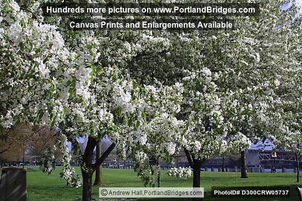 Tom McCall Waterfront Park, Spring Blossoms, 2002 (Portland, Oregon)