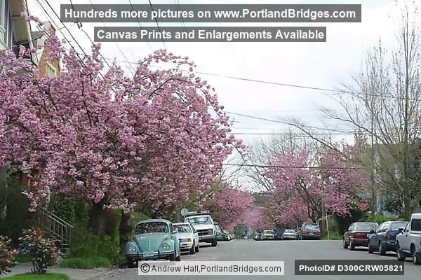 Cherry Blossoms, Sunnyside (Hawthorne), SE Portland