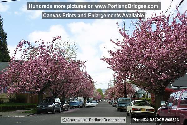 Cherry Blossoms, Sunnyside (Hawthorne), SE Portland