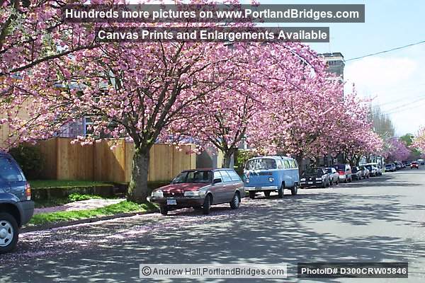 Cherry Blossoms, Sunnyside (Hawthorne), SE Portland