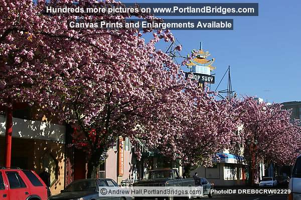 Portland Chinatown Spring Blossoms