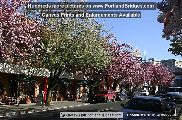 Portland Chinatown Spring Blossoms