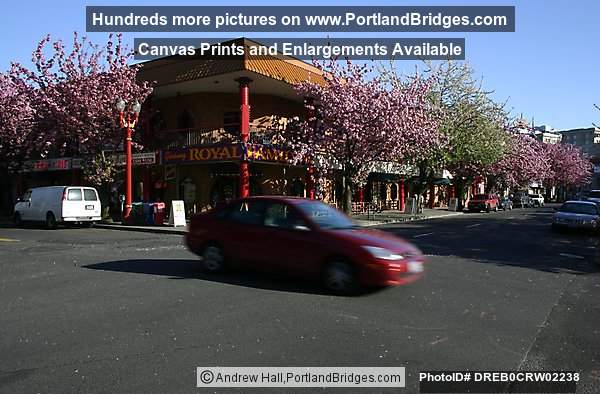Portland Chinatown Spring Blossoms