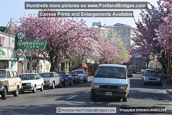 Portland Chinatown, Spring Blossoms