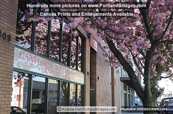 Portland Chinatown, Spring Blossoms