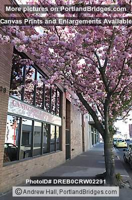 Portland Chinatown, Spring Blossoms