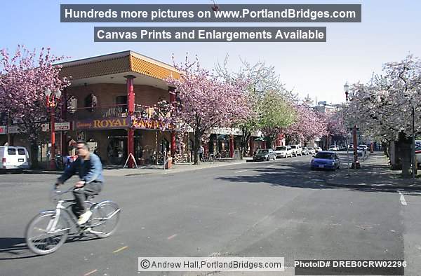 Portland Chinatown, Spring Blossoms, Bicycle