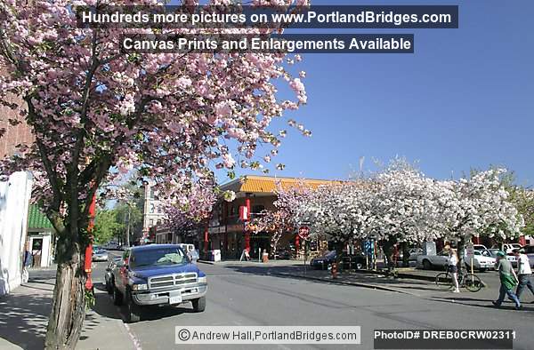Portland Chinatown, Spring Blossoms