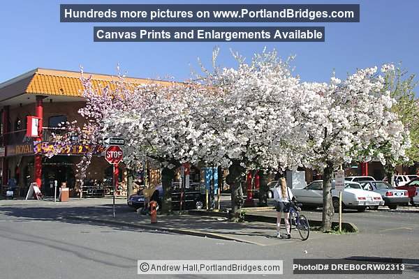 Portland Chinatown, Spring Blossoms