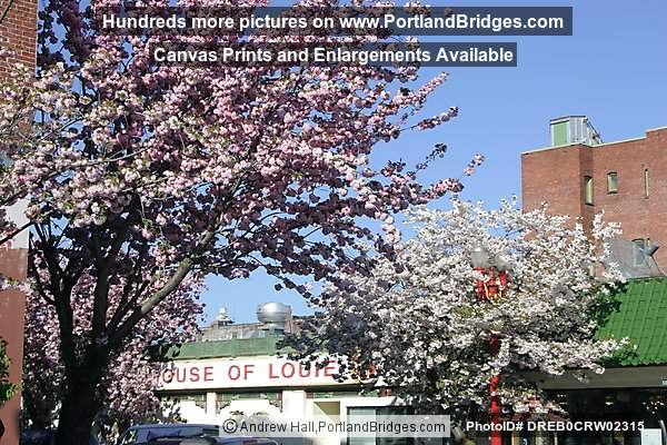 Portland Chinatown, Spring Blossoms