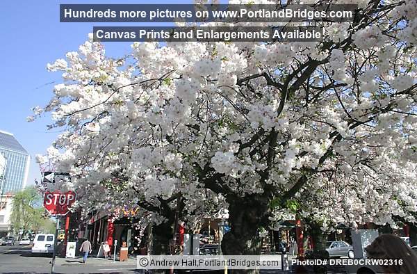 Portland Chinatown, Spring Blossoms
