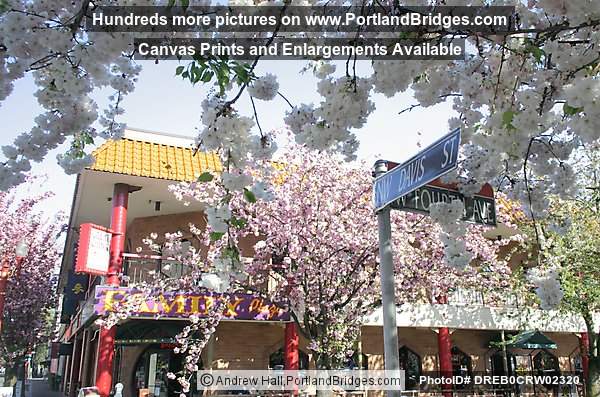 Portland Chinatown, Spring Blossoms