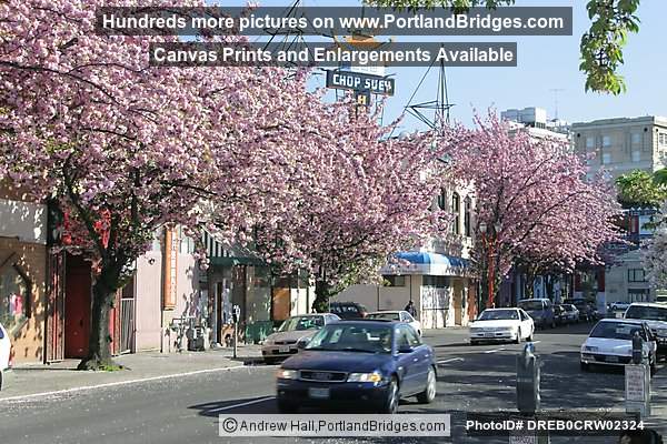 Portland Chinatown, Spring Blossoms
