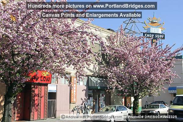 Portland Chinatown, Spring Blossoms