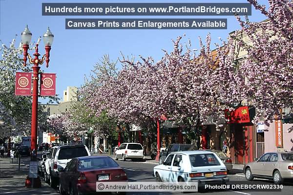 Portland Chinatown, Spring Blossoms