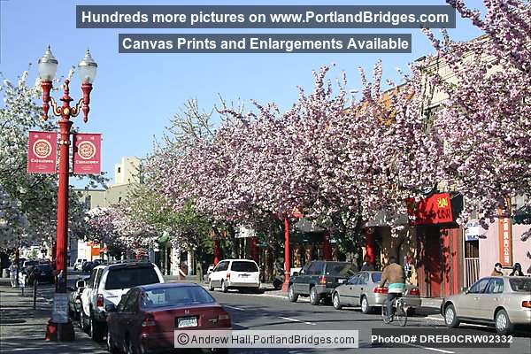 Portland Chinatown, Spring Blossoms
