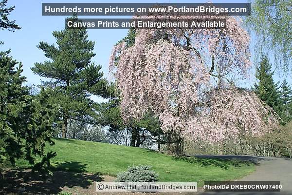Spring Blossoms, Pittock Mansion Grounds (Portland, Oregon)