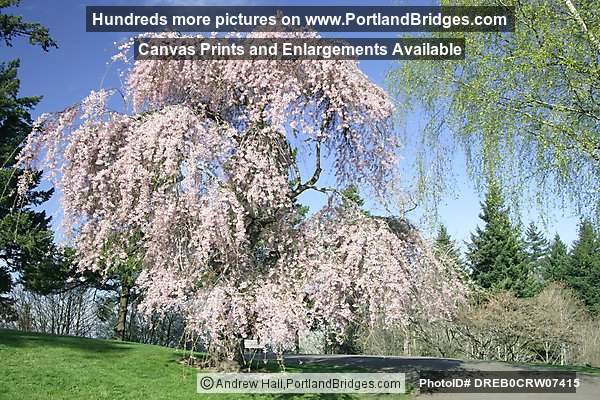 Pittock Mansion Grounds (Portland, Oregon)