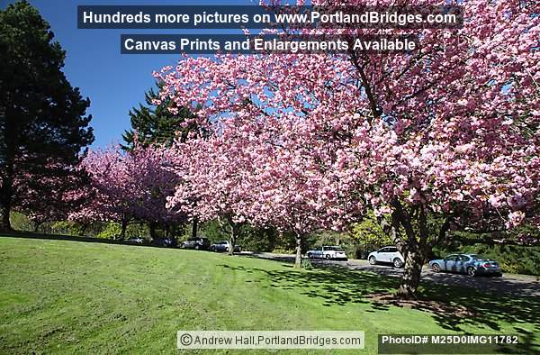 Spring Blossoms, Council Crest Park (Portland, Oregon)