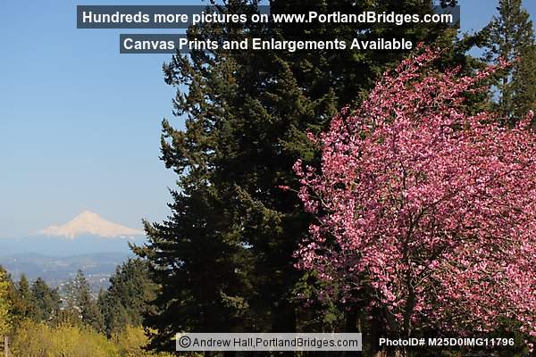 Mt. Hood, Spring Blossoms, from Council Crest Park (Portland, Oregon)