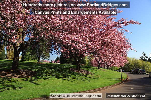 Spring Blossoms, Portland Council Crest Park