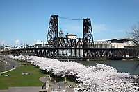 Portland Waterfront Cherry Blossoms 