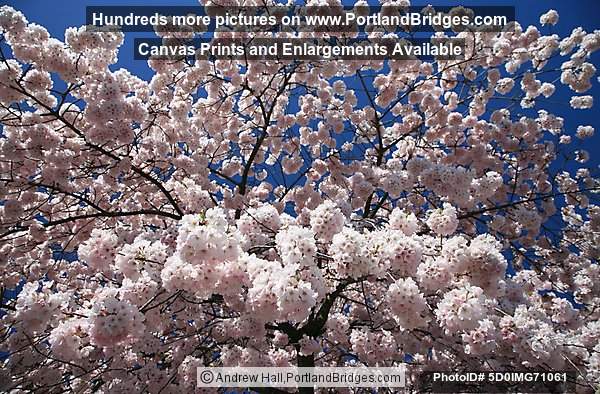 Waterfront Blossoms (Portland, Oregon)