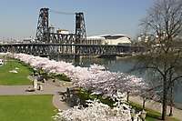 Portland Waterfront Blossoms Bridges 