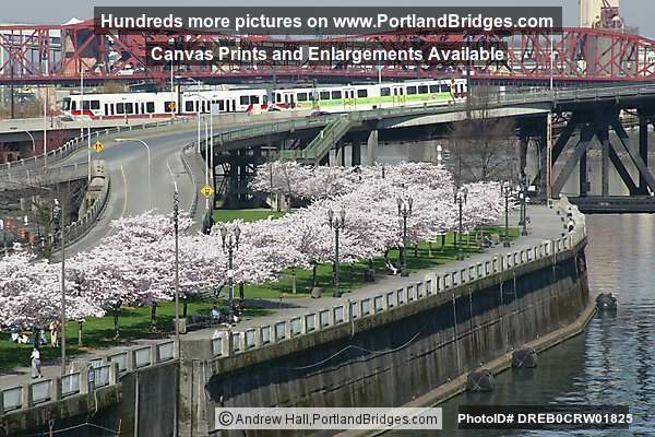 MAX Crossing Steel Bridge, Blossoms, Broadway Bridge (Portland, Oregon)